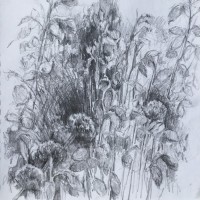 “Alliums in my Shore garden” (Sketchbook) Pencil on paper 28cm x 28cm NFS