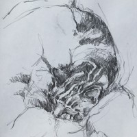 “Harvey” Pencil on paper 28cm x 28cm NFS