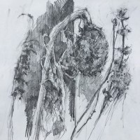 “Decaying sunflowers” (Sketchbook)  Pencil on paper 28cm x 28cm NFS